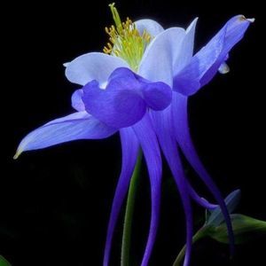 Meet your Posher, Angel